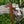 Load image into Gallery viewer, Arrival - Cherokee Style Damascus Peace Pipe