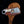 Load image into Gallery viewer, Arrival (New) TD-704